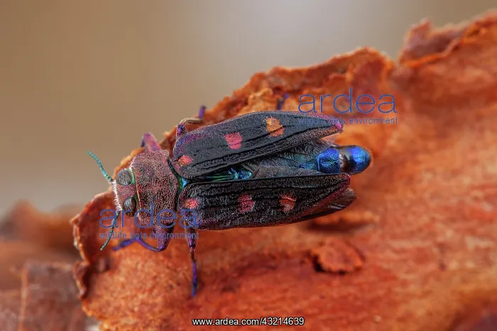 : Metallic wood borer (Chrysobothris chrysostigma) : Metallic wood borer (Chrysobothris chrysostigma)