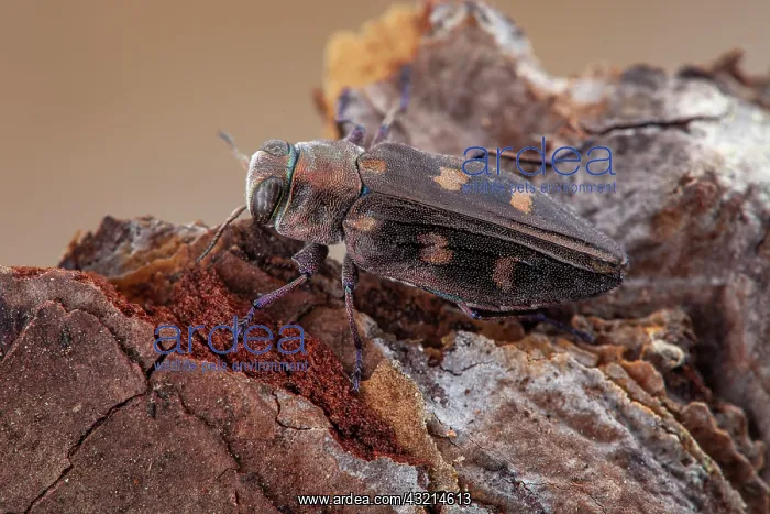  : Metallic wood borer (Chrysobothris solieri), Drome