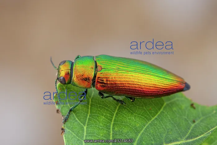 : Metallic wood borer (Eurythyrea micans), Nyons : Metallic wood borer (Eurythyrea micans), Nyons