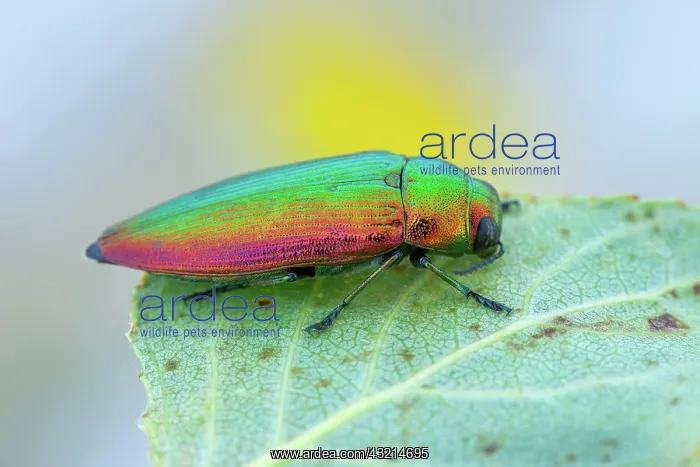 : Metallic wood borer (Eurythyrea micans), Nyons : Metallic wood borer (Eurythyrea micans), Nyons