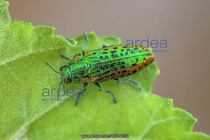 : Metallic wood borer (Lamprodila mirifica), Drome : Metallic wood borer (Lamprodila mirifica), Drome