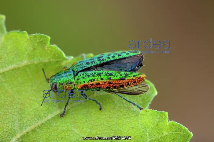 : Metallic wood borer (Lamprodila mirifica), Drome : Metallic wood borer (Lamprodila mirifica), Drome