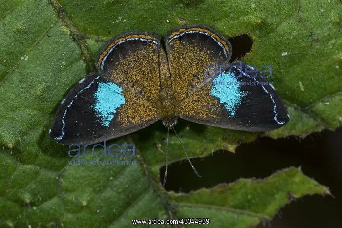 : Metalmark butterfly (Argyrogrammana barine) Riodinidae : Metalmark butterfly (Argyrogrammana barine) Riodinidae