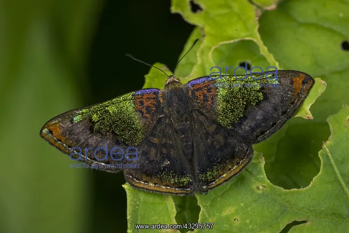 : Metalmark butterfly (Caria rhacotis) Riodinidae : Metalmark butterfly (Caria rhacotis) Riodinidae