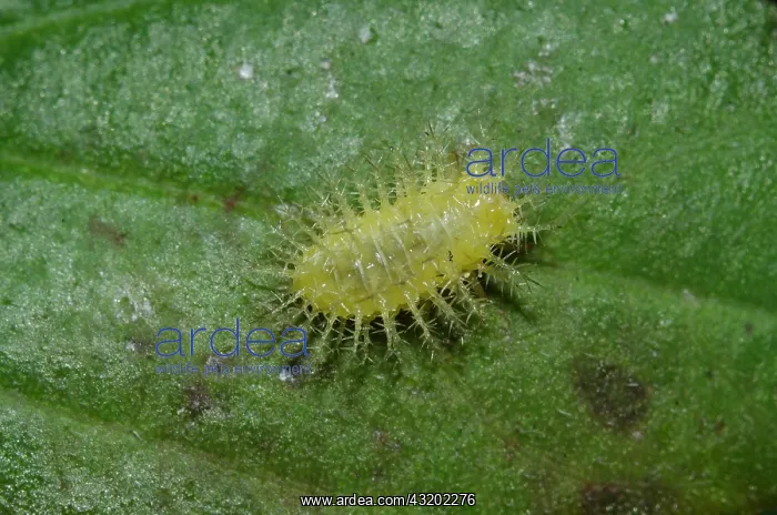 : Metalmark Butterfly Caterpillar on leaf - Saba : Metalmark Butterfly Caterpillar on leaf - Saba