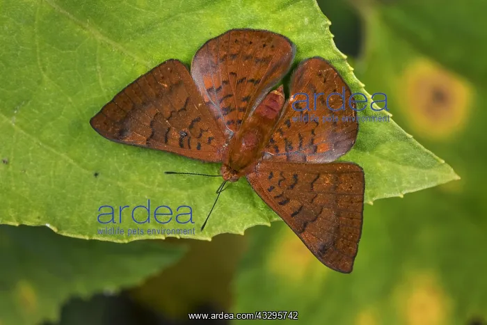 : Metalmark butterfly (Emesis mandana) Riodinidae : Metalmark butterfly (Emesis mandana) Riodinidae