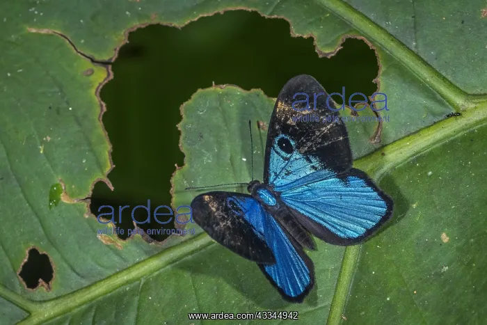 : Metalmark butterfly (Mesosemia pacifica) male, Riodinidae : Metalmark butterfly (Mesosemia pacifica) male, Riodinidae