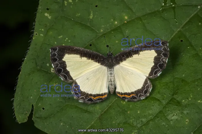 : Metalmark butterfly (Nymphidium azanoides) Riodinidae : Metalmark butterfly (Nymphidium azanoides) Riodinidae