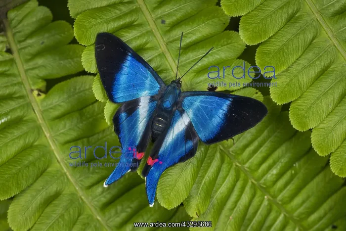 : Metalmark butterfly (Rhetus dysonii psecas) Tatama : Metalmark butterfly (Rhetus dysonii psecas) Tatama