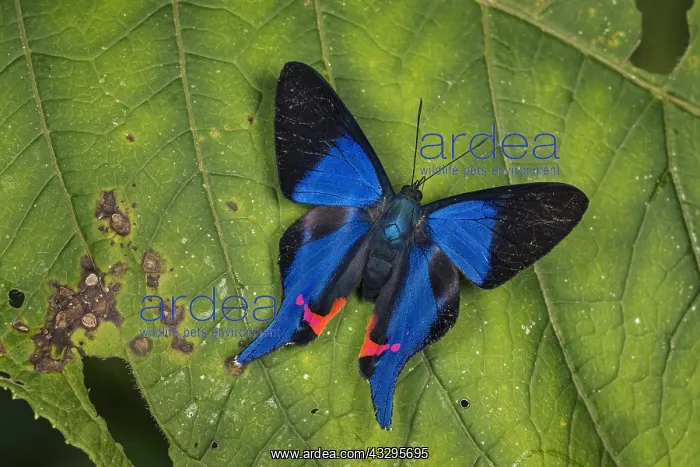 : Metalmark butterfly (Rhetus dysonii) Santa Maria : Metalmark butterfly (Rhetus dysonii) Santa Maria