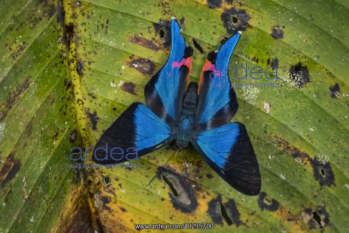 : Metalmark butterfly (Rhetus dysonii) Santa Maria : Metalmark butterfly (Rhetus dysonii) Santa Maria