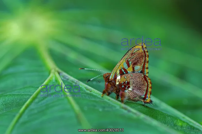 : Metalmark butterfly, Riodinidae, Rio Claro Reserve : Metalmark butterfly, Riodinidae, Rio Claro Reserve
