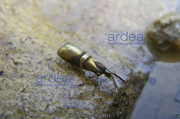  : Metalmark moth puddling