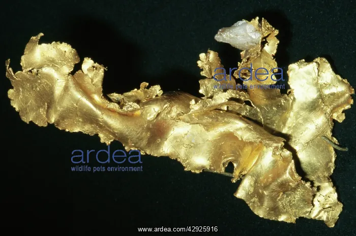 : METALS & MINERALS - Gold (Native Element) : METALS & MINERALS - Gold (Native Element)