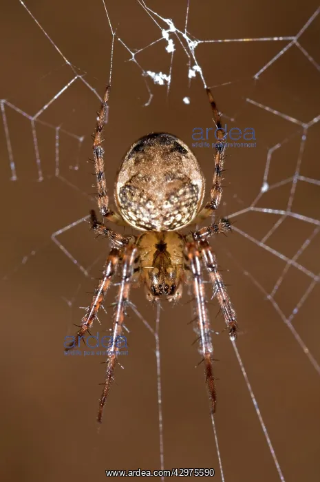 : Metellina merianae : Metellina merianae