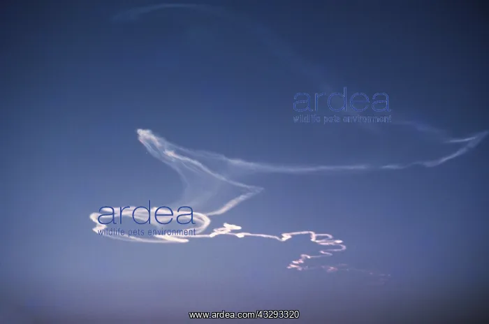 : Meteorite vapour trail - Distorted over time by : Meteorite vapour trail - Distorted over time by