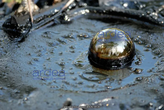 : Methane Bubble : Methane Bubble