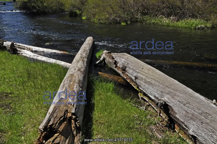 : Metolius River Fish Habitat Enhancement : Metolius River Fish Habitat Enhancement