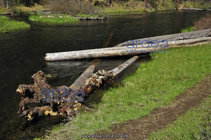 : Metolius River Fish Habitat Enhancement : Metolius River Fish Habitat Enhancement