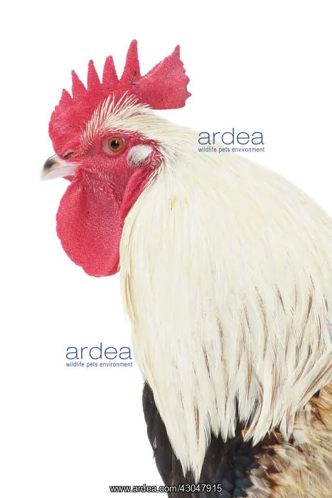  : Meusienne Chicken Cockerel  /  Rooster