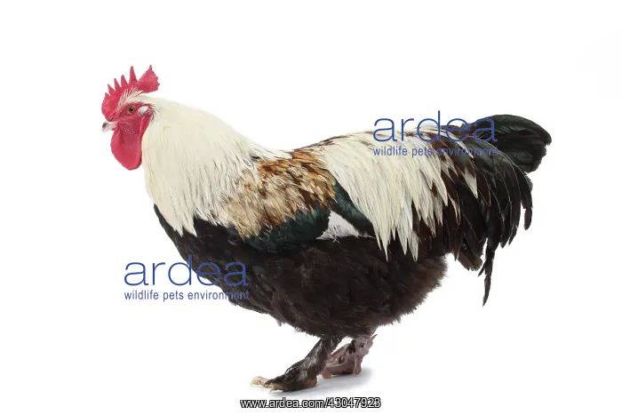  : Meusienne Chicken Cockerel  /  Rooster