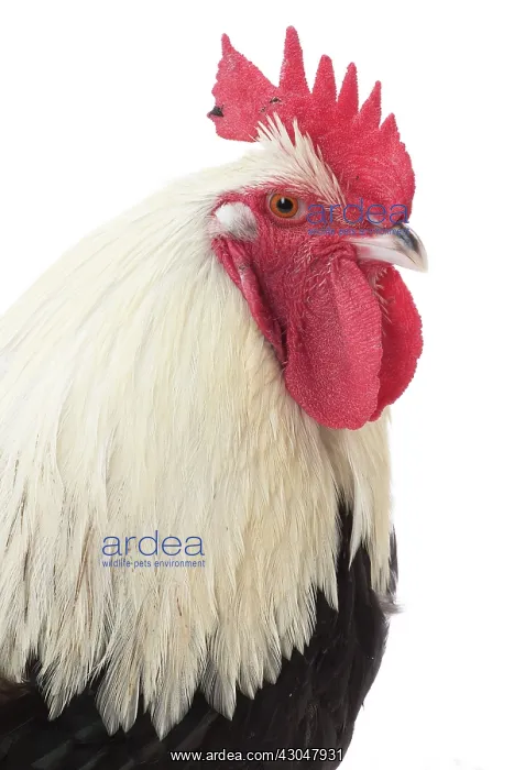 : Meusienne Chicken Cockerel  /  Rooster