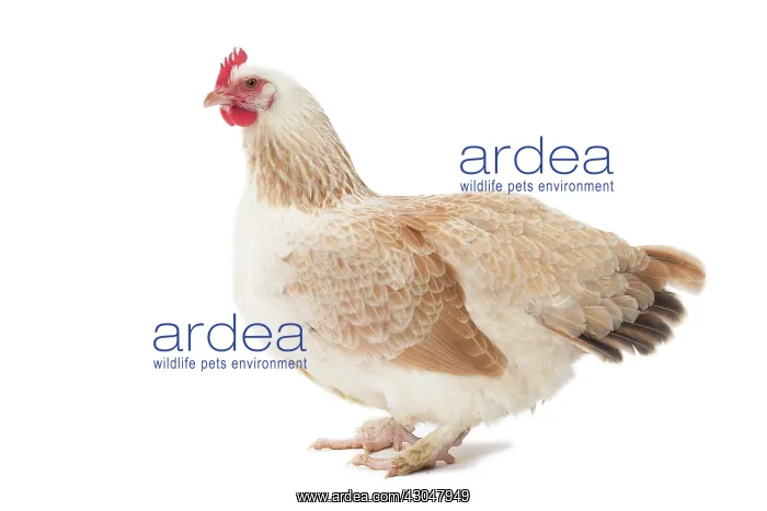  : Meusienne Chicken hen