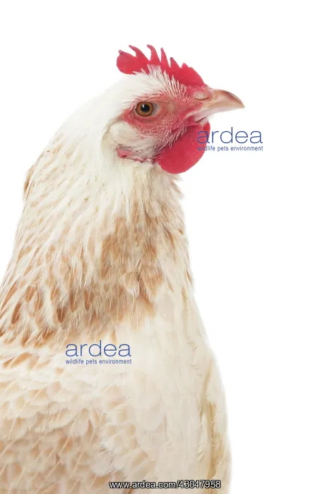  : Meusienne Chicken hen