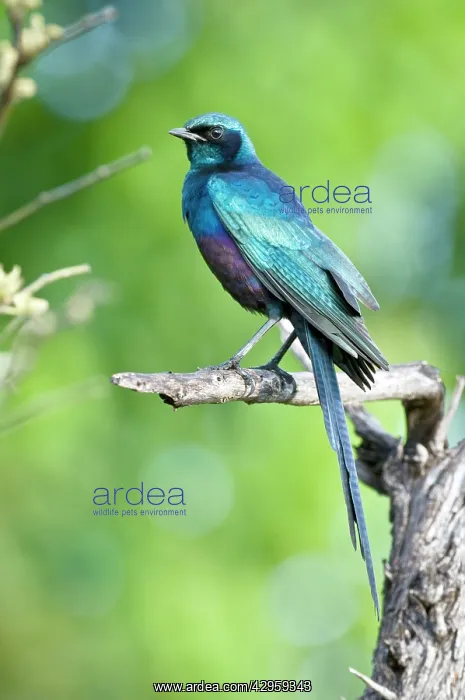 : Meves's / Longtailed Glossy Starling - Sitting : Meves's / Longtailed Glossy Starling - Sitting