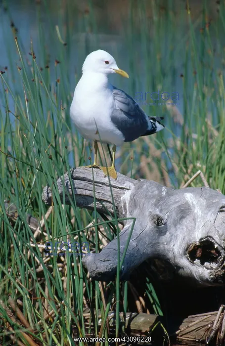 : Mew Gull. Common or mew gull (Larus canus) in Potter's Marsh near Anchorage, Alaska : Mew Gull. Common or mew gull (Larus canus) in Potter's Marsh near Anchorage, Alaska