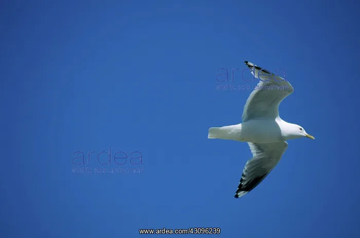  : Mew Gull. Common or mew gull (Larus canus) in flight