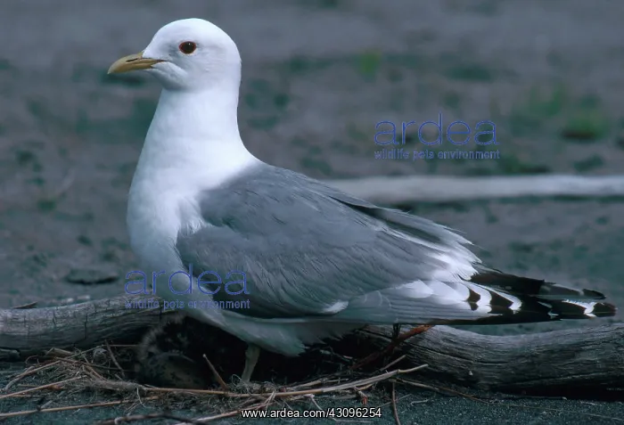  : Mew Gull. Common or mew gull (Larus canus) at nest with eggs