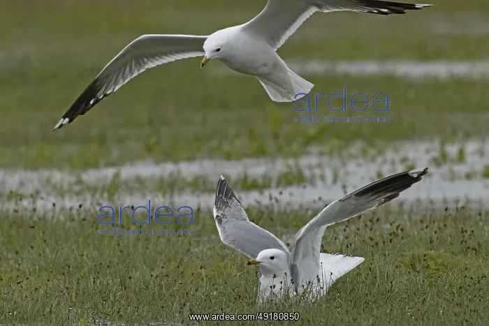 : Mew Gull two birds with open wings sitting in marshy meadow and flying on the left : Mew Gull two birds with open wings sitting in marshy meadow and flying on the left