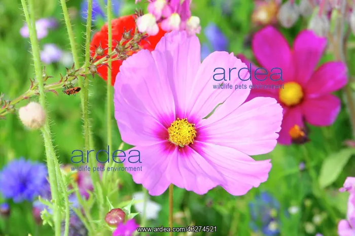  : Mexican aster (Cosmea bipinnata), Cosmea, flower