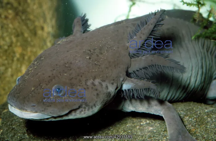 : Mexican Axolotl - (Salamander) : Mexican Axolotl - (Salamander)