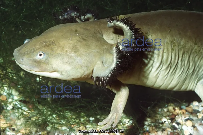 : MEXICAN AXOLOTL (Salamander) - Sexually mature : MEXICAN AXOLOTL (Salamander) - Sexually mature