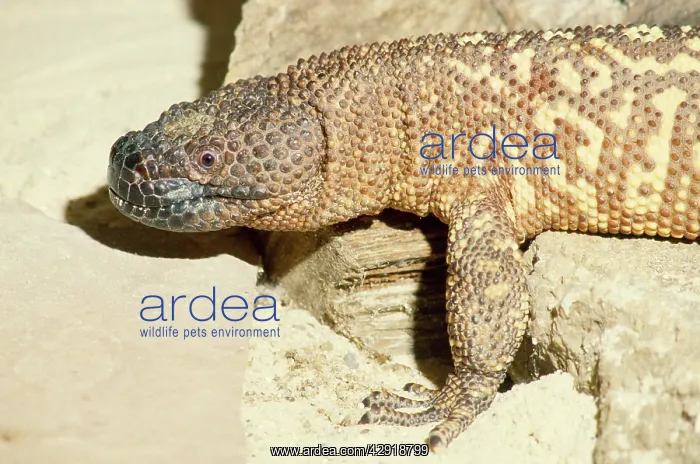 : MEXICAN BEADED LIZARD : MEXICAN BEADED LIZARD