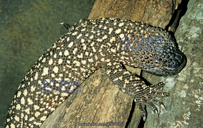 : Mexican Beaded Lizard : Mexican Beaded Lizard