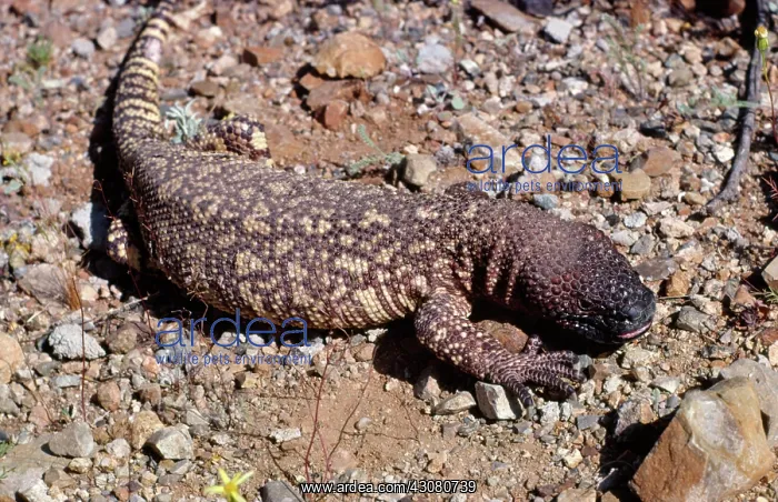 : Mexican Beaded Lizard : Mexican Beaded Lizard