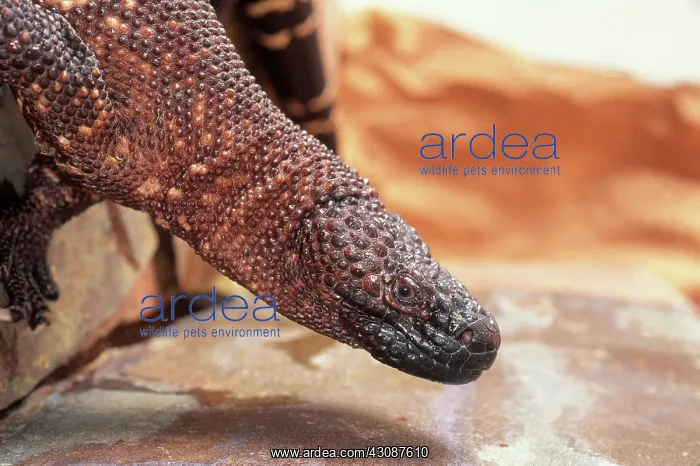 : Mexican Beaded Lizard : Mexican Beaded Lizard