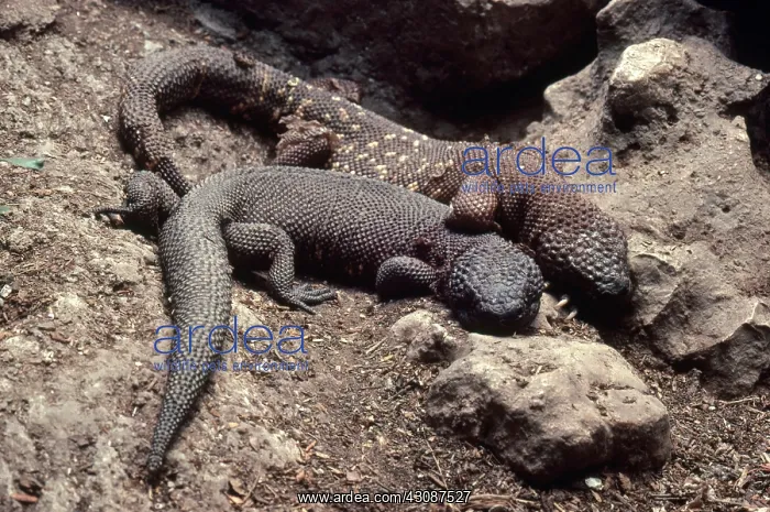 : Mexican Beaded Lizards : Mexican Beaded Lizards