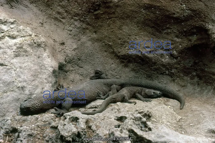 : Mexican Beaded Lizards : Mexican Beaded Lizards