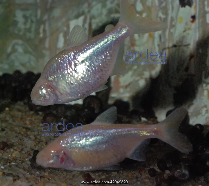: Mexican Blind Cave Fish : Mexican Blind Cave Fish