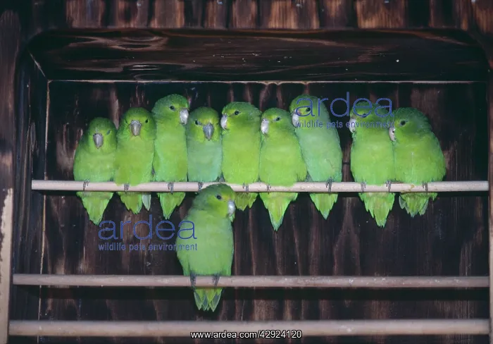 : Mexican Blue-Rumped Parrotlets - Group together on perch : Mexican Blue-Rumped Parrotlets - Group together on perch
