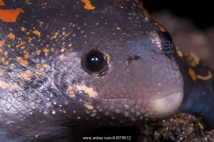 : Mexican Burrowing Toad : Mexican Burrowing Toad