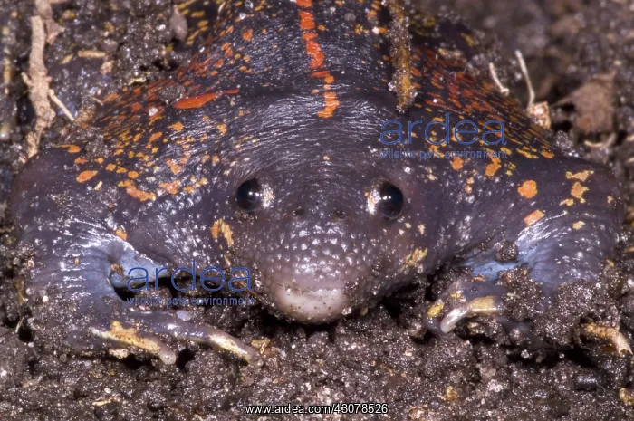 : Mexican Burrowing Toad : Mexican Burrowing Toad