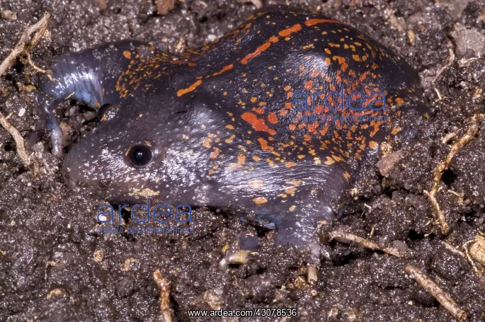 : Mexican Burrowing Toad : Mexican Burrowing Toad