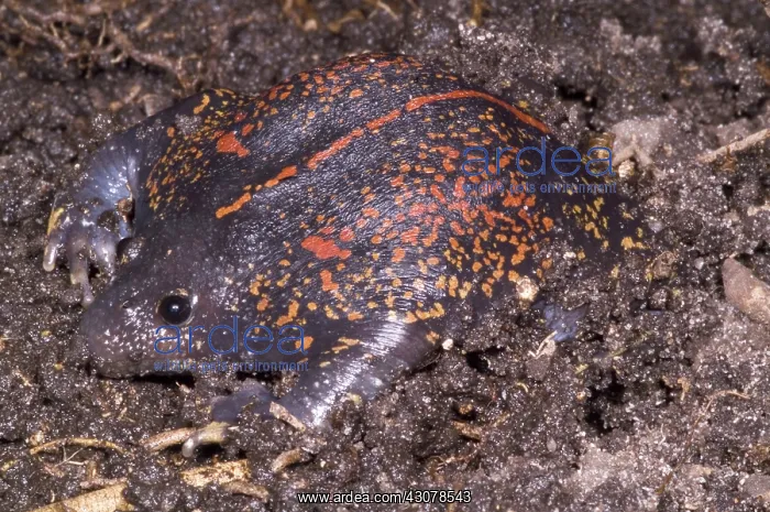 : Mexican Burrowing Toad : Mexican Burrowing Toad
