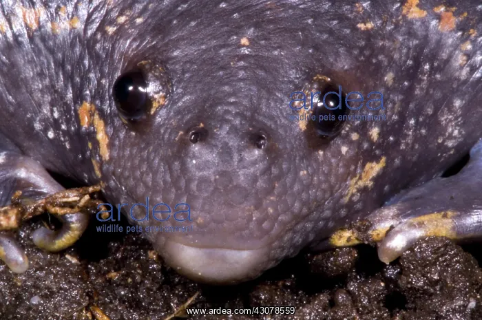 : Mexican Burrowing Toad : Mexican Burrowing Toad