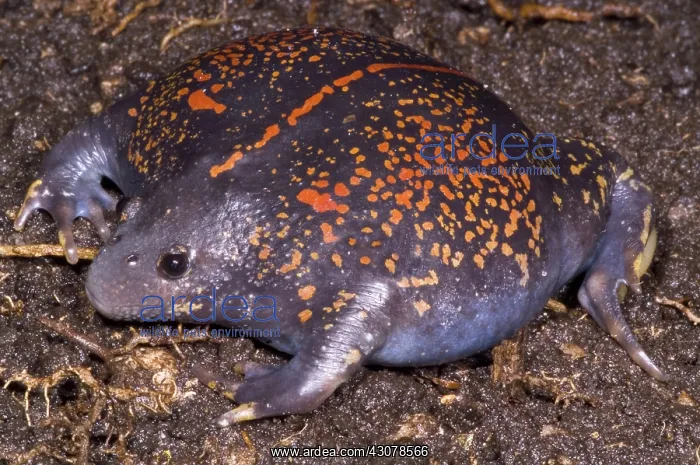 : Mexican Burrowing Toad : Mexican Burrowing Toad
